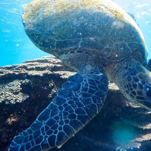 実は「大きな手」だった！※画像はイメージです（d3_plus/stock.adobe.com）