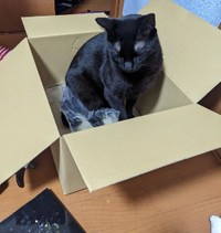 ダンボールの中でうとうと＝hanarenaryou提供