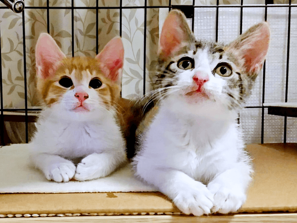 横並びショットがかわいい！（左から）せんじゅちゃん、もんじゅちゃん（画像提供：ミロカノさん）