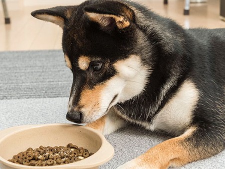 柴犬の妙な食へのこだわり　付き合うのも飼い主のつとめ？