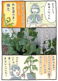 【漫画】『家庭菜園 初収穫の話』12（おべちさん提供）