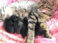 こつぶちゃん、立派に子育て