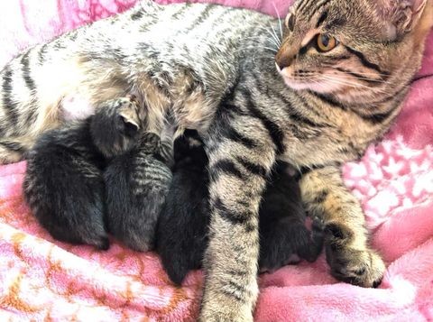 こつぶちゃん、立派に子育て