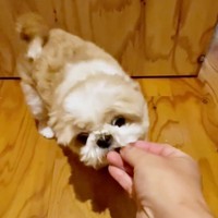 見事な「ガオー！」でおやつをもらったおすしちゃん（画像提供：小谷 純司さん）
