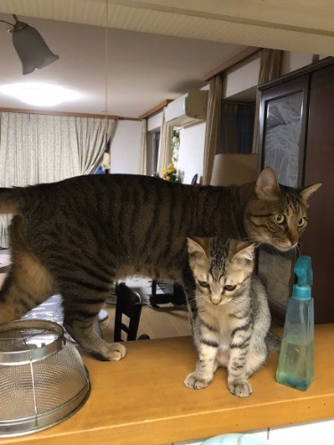 「チャーとしろはパパが以前に飼ってた猫の名らしいよ」（提供写真）