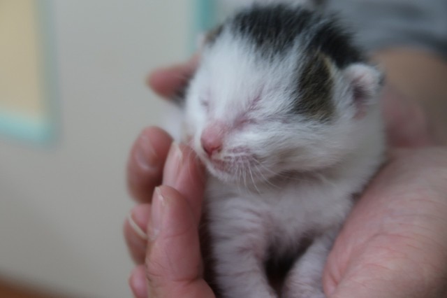 保護直後のカズくん。まだ目も開いていなかった