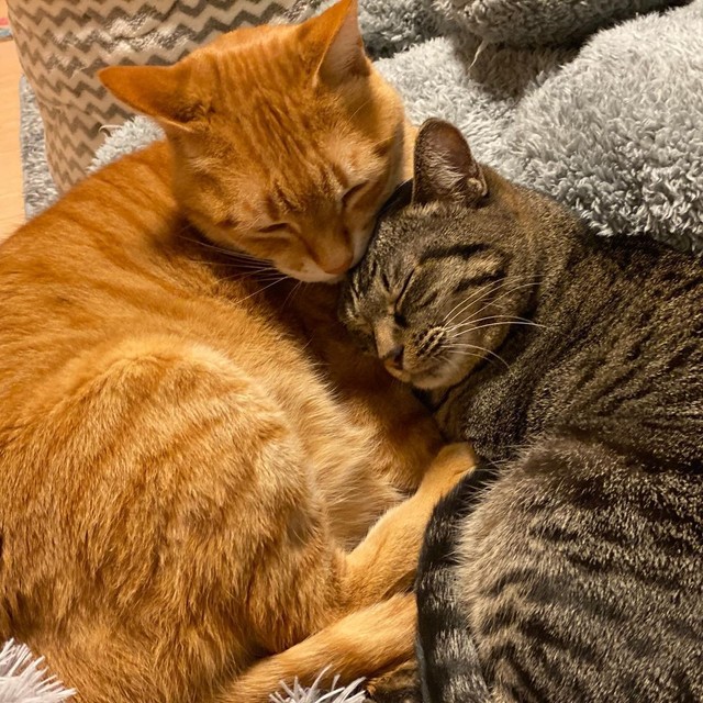 後から来たこはるちゃんはみよしちゃんが大好き