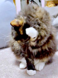 ふわふわの毛並みをせっせと毛づくろいするエカちゃん（画像提供：sakosakoさん）