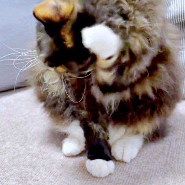 ふわふわの毛並みをせっせと毛づくろいするエカちゃん（画像提供：sakosakoさん）