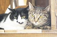 おはぎ・うずらの親子猫