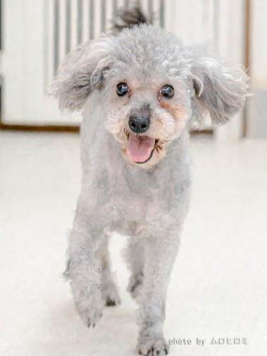 人気犬種のトイプードル。楽しそうにシェルター施設を走り回っていました