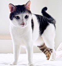 凛々しい表情がかっこいいセロイくん（画像提供：パッツン前髪のセロイと弟プランスさん）