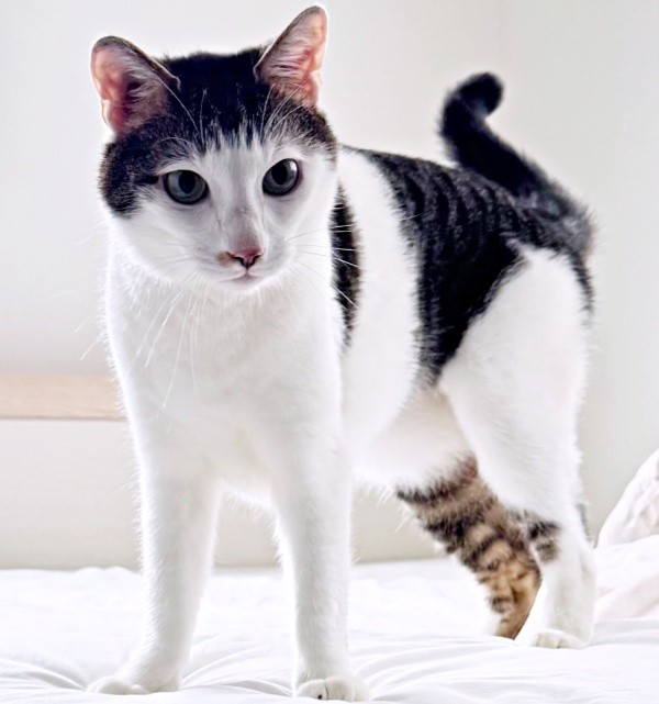 凛々しい表情がかっこいいセロイくん（画像提供：パッツン前髪のセロイと弟プランスさん）