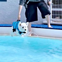 ゆっくりとプールに入るくまたろうくん（画像提供：日々くまたろうさん）