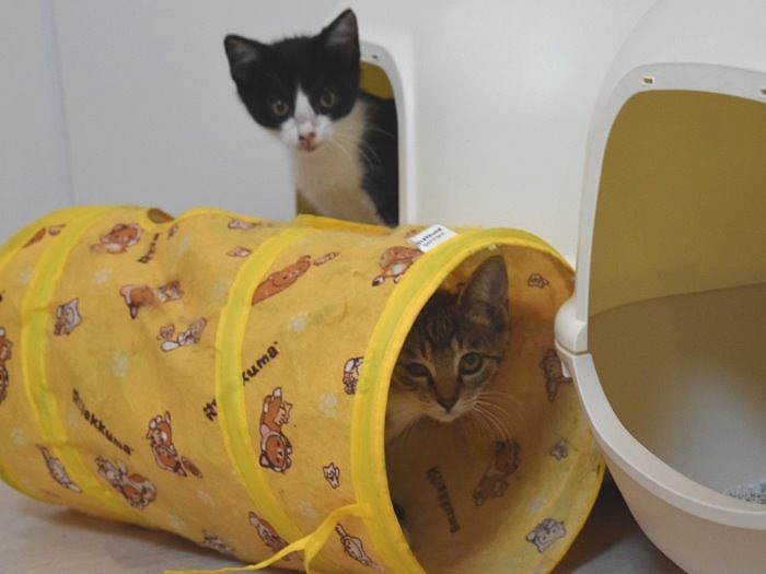 出会いを待つ保護猫＝ツキネコカフェ