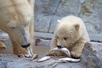 母グマを真似てエサの魚を咥えてみました。たくさん食べて大きくなってね（男鹿水族館GAO提供）