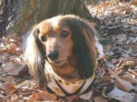 妹ワンコとニャンコにも大人気　家族を笑顔にするミニチュアダックス「あんず」