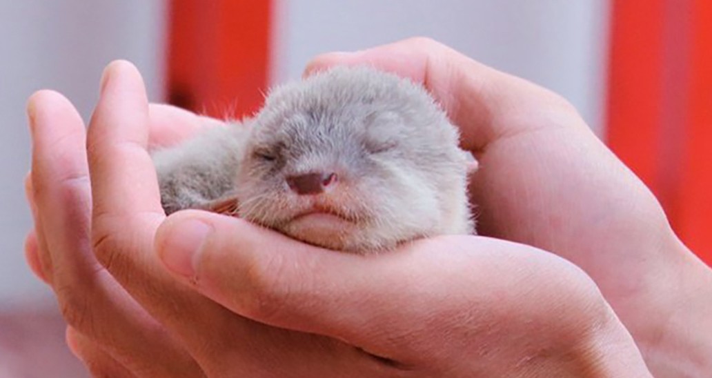 コツメカワウソさん専用、箱込み8キロ、訳あり コツメカワウソさん専用、箱込み8キロ、訳あり はるさん専用、箱込み8