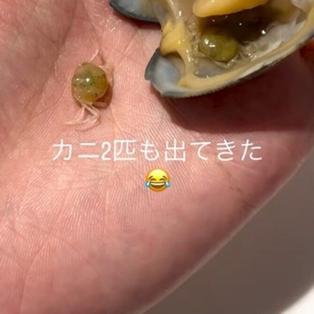 手のひらに載せたアサリと、そこから見つかった小さなカニ／るう 非日常のアクアリウムさん（@aquariumruu）提供
