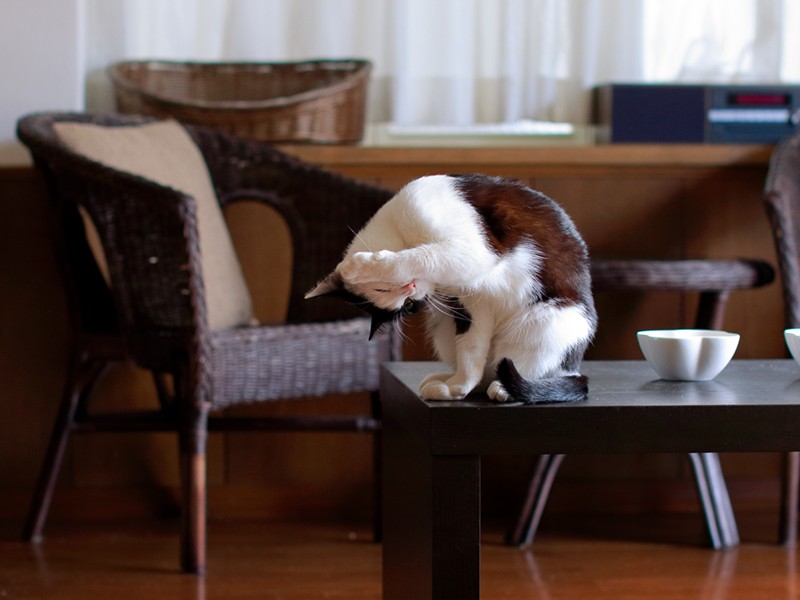 食ったー！ごちそうさまー。