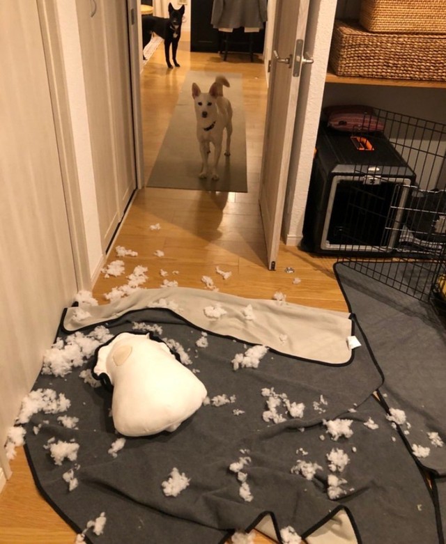 牡蠣のクッション（画像提供：白と黒のいぬさん）