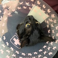 動物病院でのヨルイチくん。ちょっと不安そう？