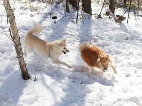 犬と暮らすと人は変わる　彼らにはそんな不思議な力がある