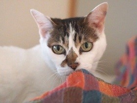 猫がつないだ仲間たち　大変な時は助け合う吉祥寺の「猫友」