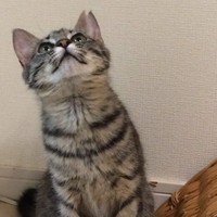 子猫時代、お迎え当初のココちゃん（画像提供：ココ･リボンさん）