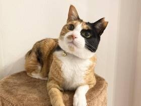 迎えた日、「シャー！」と警戒されるもおやつでコロリ　食いしん坊な三毛猫「ハナ」