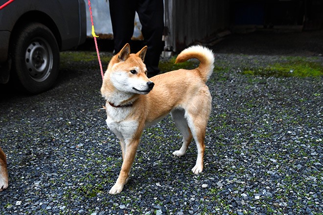 Size of a shiba 2024 inu