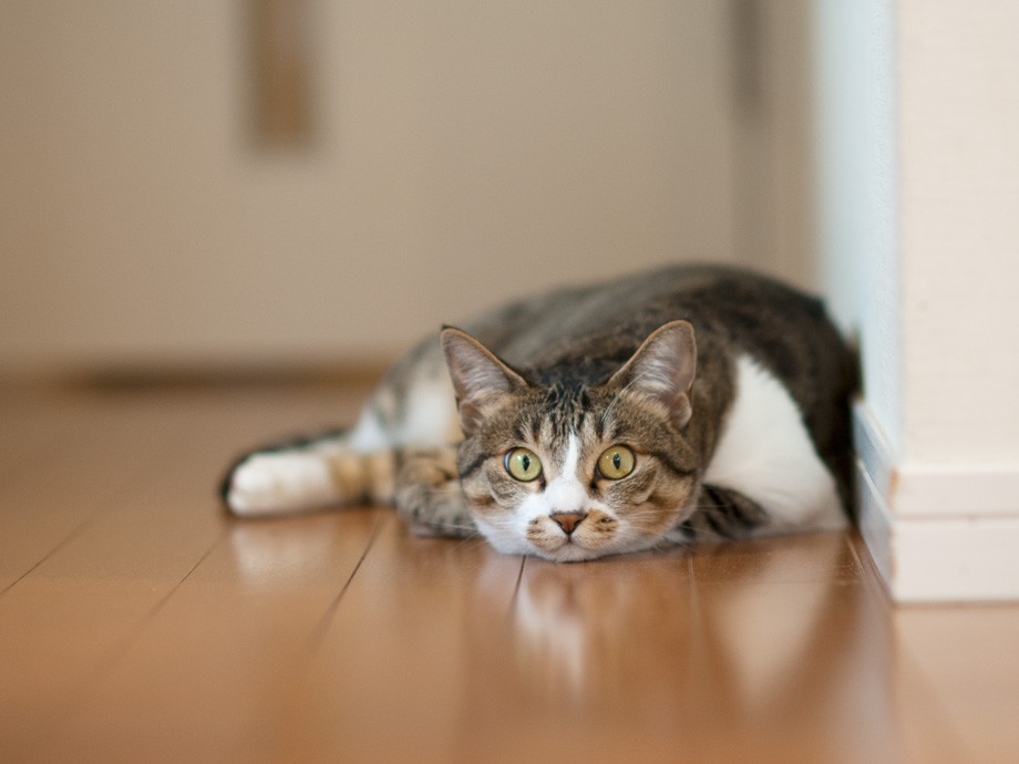 「重い頭をいつも水平に保つのは大変なのよ（小林写函撮影）