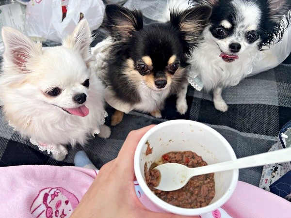 「おいしそう！」 嬉しそうにご飯待ちする（左から）小羽ちゃん、小梅ちゃん、小毬ちゃん（画像提供：梅羽毬さん）