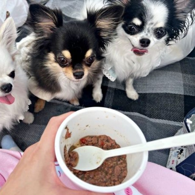 「おいしそう！」 嬉しそうにご飯待ちする（左から）小羽ちゃん、小梅ちゃん、小毬ちゃん（画像提供：梅羽毬さん）