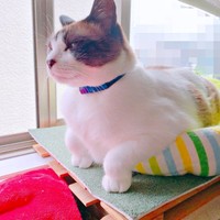 窓辺でニャルソックするぽんちゃん。前足がおもしろポーズに！？（画像提供：マミ太郎さん）