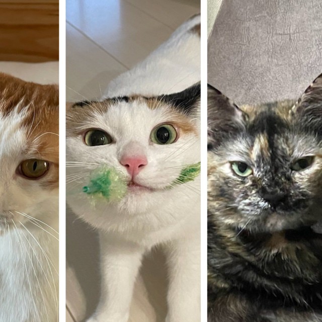 左からはちくん、こまちゃん、ためちゃん、のりちゃん（画像提供：鯖の味噌煮。さん）