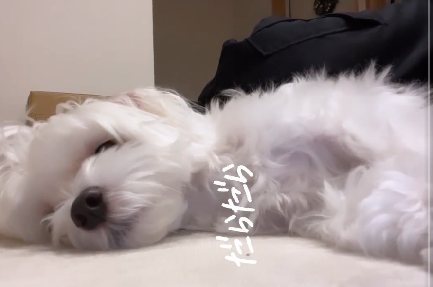 寝そべる飼い主さんの横で一緒にだらだらするポンくん（マルチーズのぽんさんTwitterより）