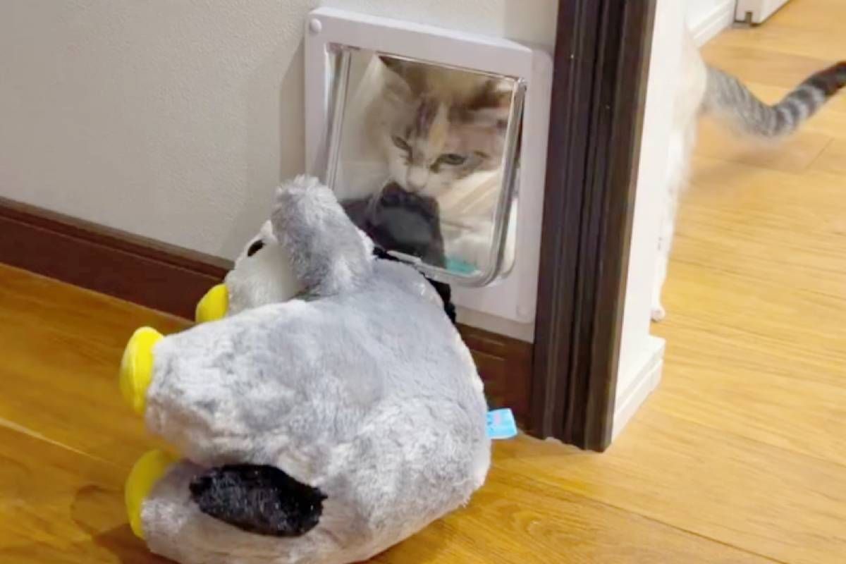 「そこから入れるの！？」大きなぬいぐるみをペットドアに通そうとする猫　けなげな挑戦に「一生懸命だね」「絶対にここから！」 | 朝日新聞デジタルマガジン＆[and]