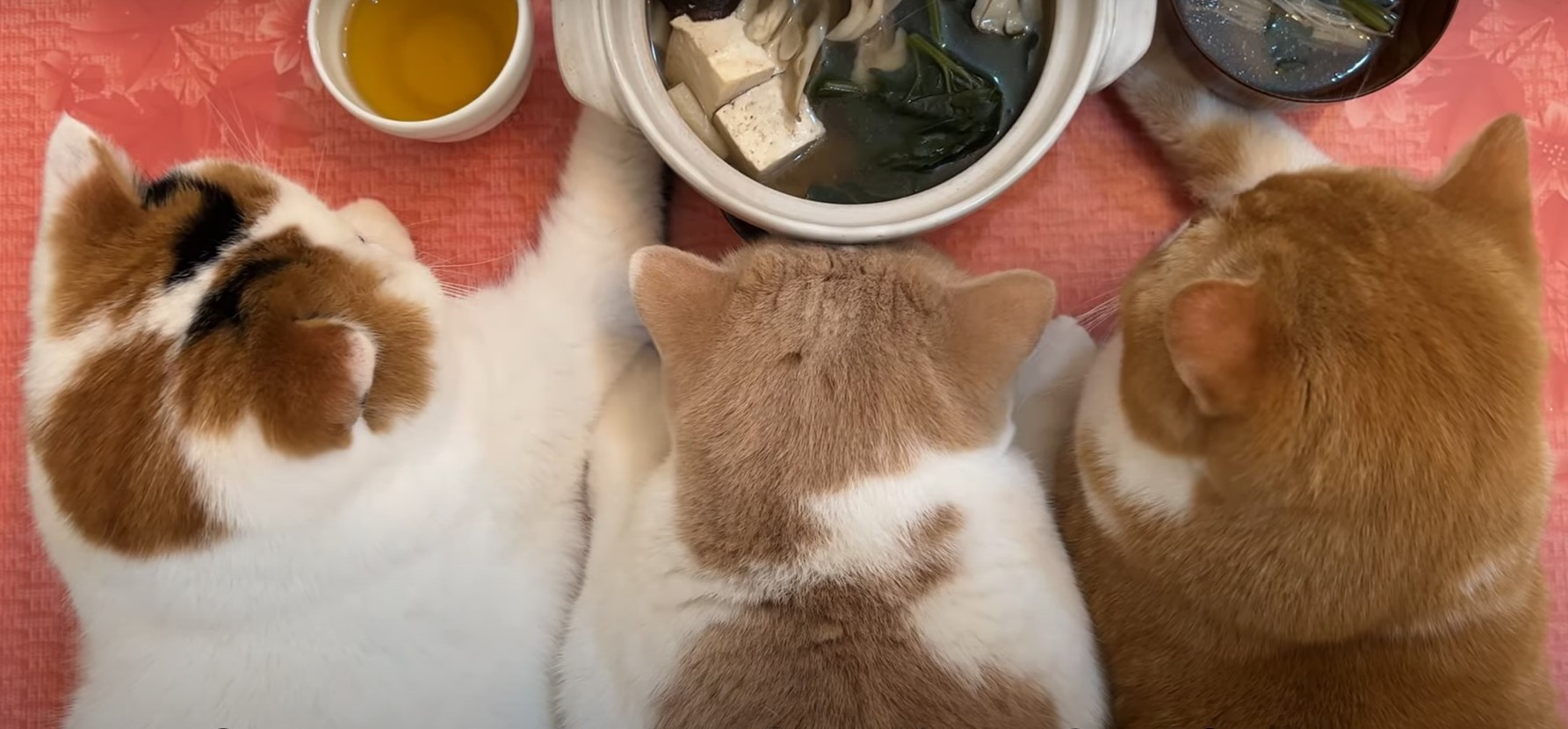 2ac1f3b9f763c79f0b83e60ea06e01