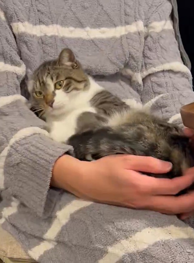 ドヤァ…  (※動画よりキャプチャ、画像提供：@nekokawaii1214さん)