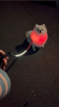 七色に光るエレクトリカルパレイヌ（提供：クリームポメの歌舞伎さん）