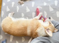 そ…っと添えられた前足がいじらしい（画像提供：ばなななさん）