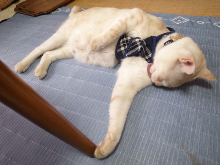 安心しきっている