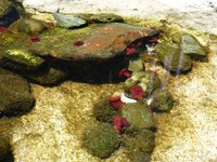 「潮間帯コーナー」にいるウメボシイソギンチャク（「アクアワールド茨城県大洗水族館」提供）