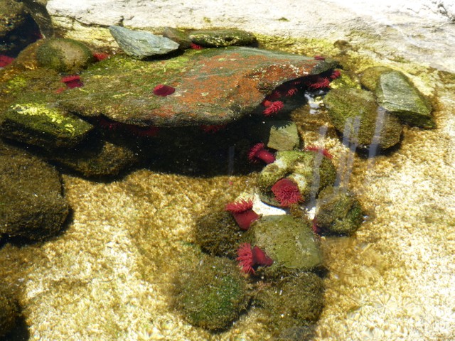 「潮間帯コーナー」にいるウメボシイソギンチャク（「アクアワールド茨城県大洗水族館」提供）