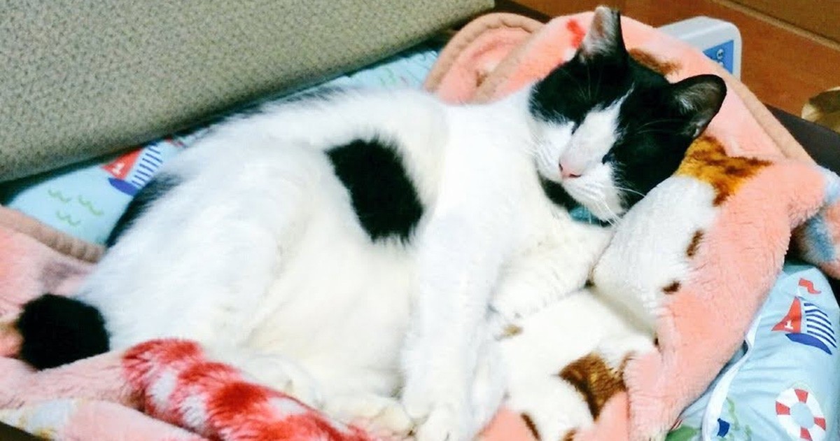 [B!] 猫コロナウイルスを発症 迎え入れて7カ月、わずか2歳で亡くなった愛猫への思い 犬・猫との幸せな暮らしの