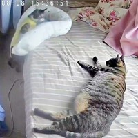 クーちゃんがずるっとベッドから落ち始めてーー（画像提供：いえもりさん）