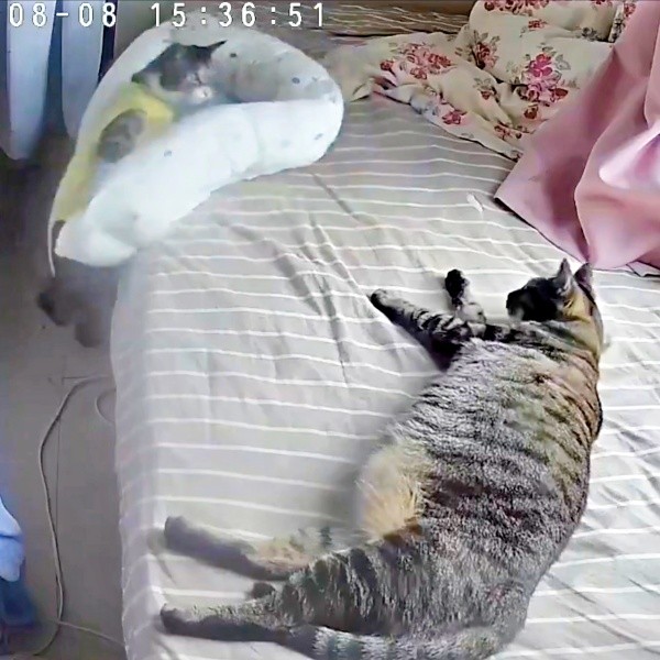 クーちゃんがずるっとベッドから落ち始めてーー（画像提供：いえもりさん）