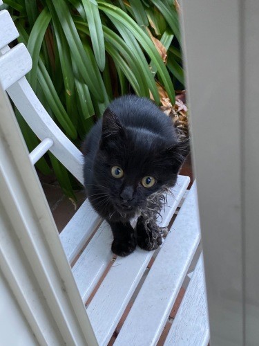 都内の民家の庭に現れた時のアルくん。ネズミ捕りがついていたのを保護主さんが保護、しばらくお世話をしてくれました。その後、maiさんの元で家猫修行をし、木村さんの家へ（保護主さん提供）