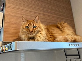 夜になるといち早く家族を寝室へ案内する　ミックス猫「かん太」